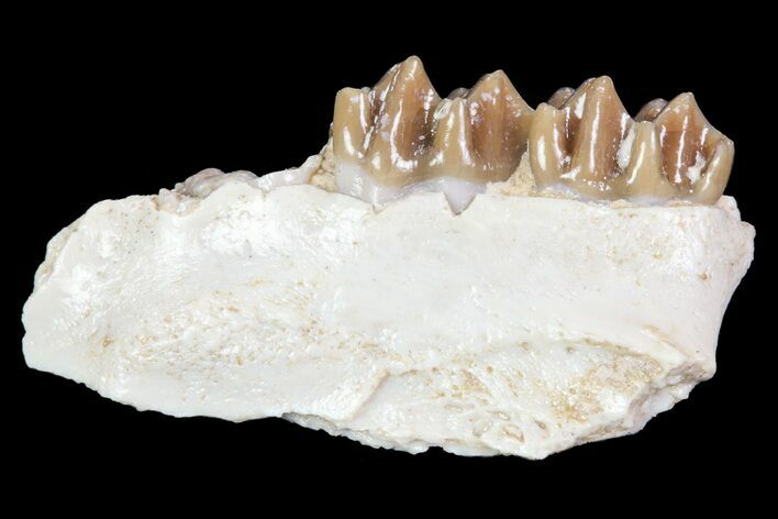 Oligocene Ruminant (Leptomeryx) Jaw Section #70091